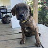 adoptable Dog in  named Molly Zo (p)