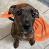adoptable Dog in whitestone, NY named Molly Zo (p)