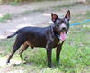 adoptable Dog in , NY named Drake