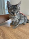 adoptable Cat in , NY named Smurfette