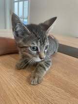 adoptable Cat in Whitestone, NY named Brainy