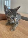 adoptable Cat in whitestone, NY named Brainy