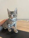 adoptable Cat in , NY named Sassette