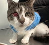 adoptable Cat in  named Gigi