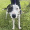 adoptable Dog in  named Trixie