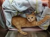 adoptable Cat in  named Cheerio