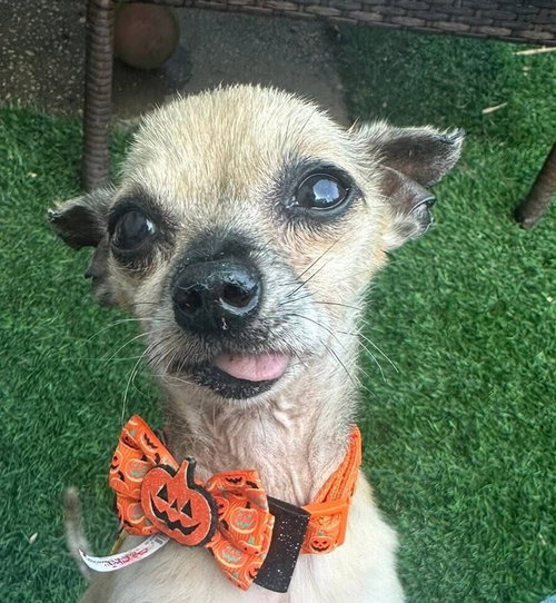 CHI CHI - Chihuahua / Terrier available for adoption