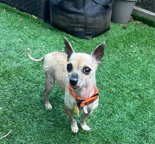 CHI CHI - Chihuahua / Terrier available for adoption