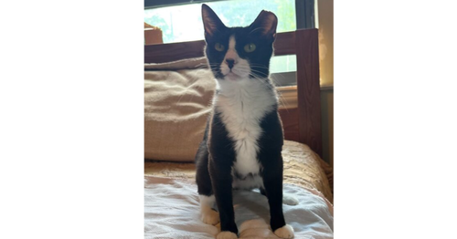 LUCY ANN - Domestic Short Hair available for adoption