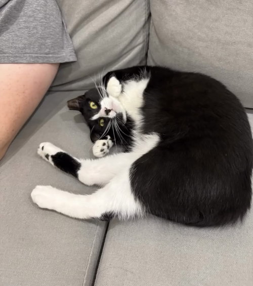 LUCY ANN - Domestic Short Hair available for adoption