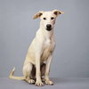 Slim Jim - Photo 1