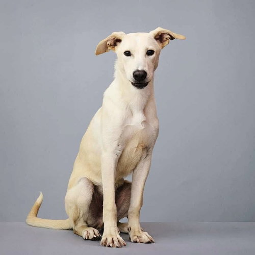 SLIM JIM - Labrador Retriever / Terrier available for adoption
