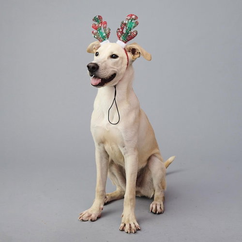 SLIM JIM - Labrador Retriever / Terrier available for adoption