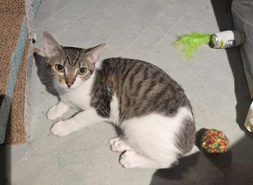 JOKEY - Domestic Short Hair available for adoption