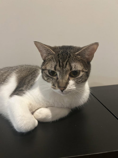 JOKEY - Domestic Short Hair available for adoption