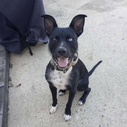 picture of the dog needing adoption