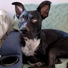 Carmine - Photo 2