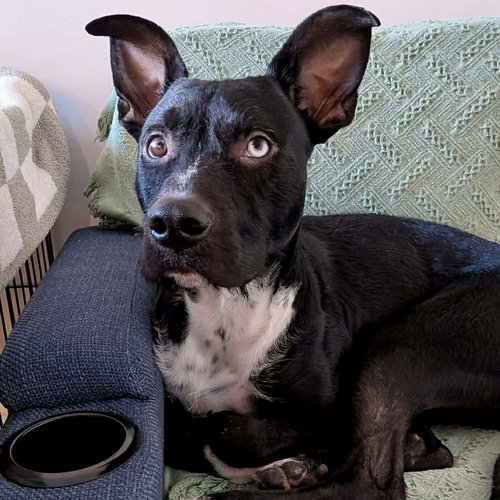 CARMINE - Terrier available for adoption