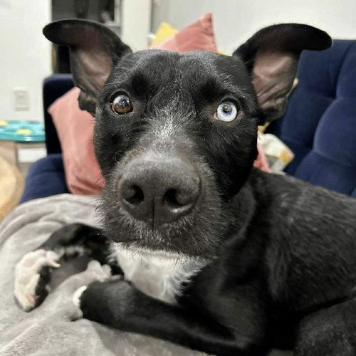 CARMINE - Terrier available for adoption