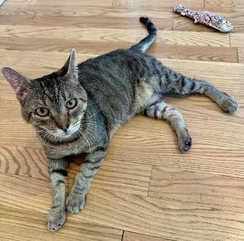 picture of the cat needing adoption
