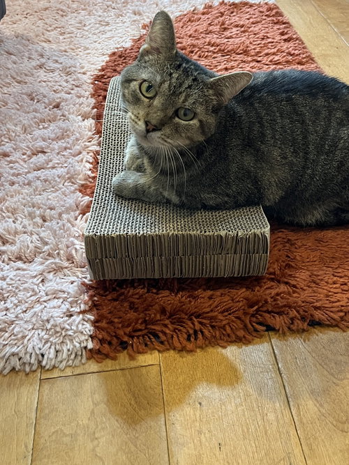 Pom Pom, Domestic Short Hair, cat for adoption in Danbury, Connecticut