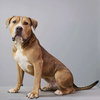 Crixus - Photo 1
