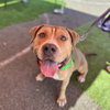 Crixus - Photo 3