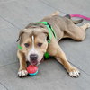 Crixus - Photo 4