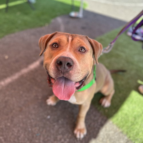 CRIXUS - American Pit Bull Terrier / Terrier available for adoption