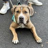 Crixus - Photo 3