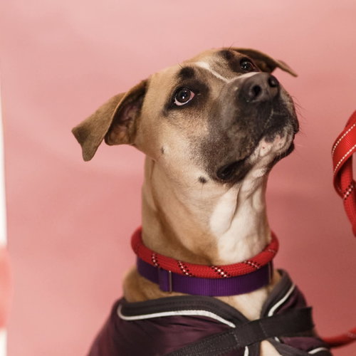 KIT KAT - Terrier available for adoption