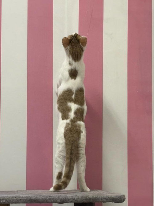 MARIE - Domestic Short Hair available for adoption