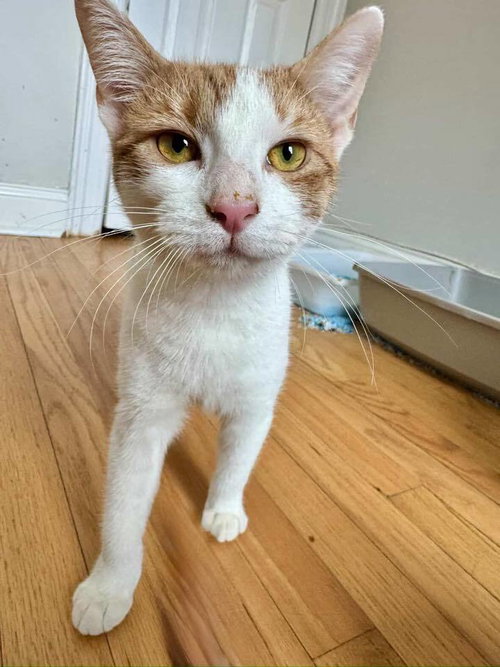 MARIE - Domestic Short Hair available for adoption