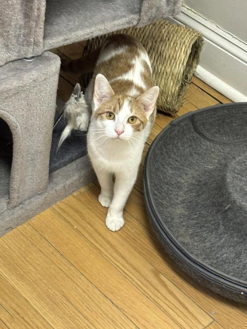 MARIE - Domestic Short Hair available for adoption