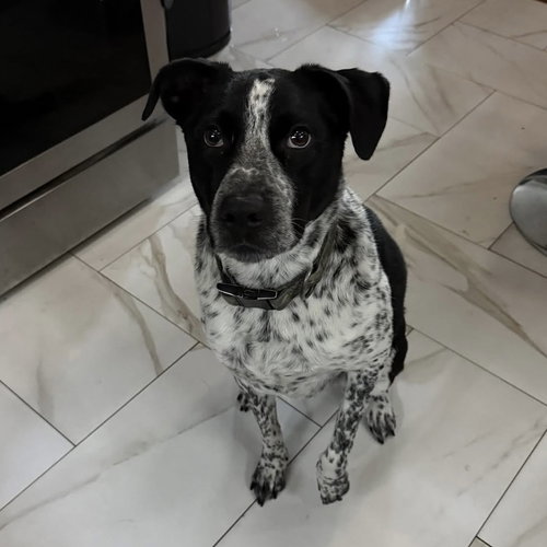 picture of the dog needing adoption