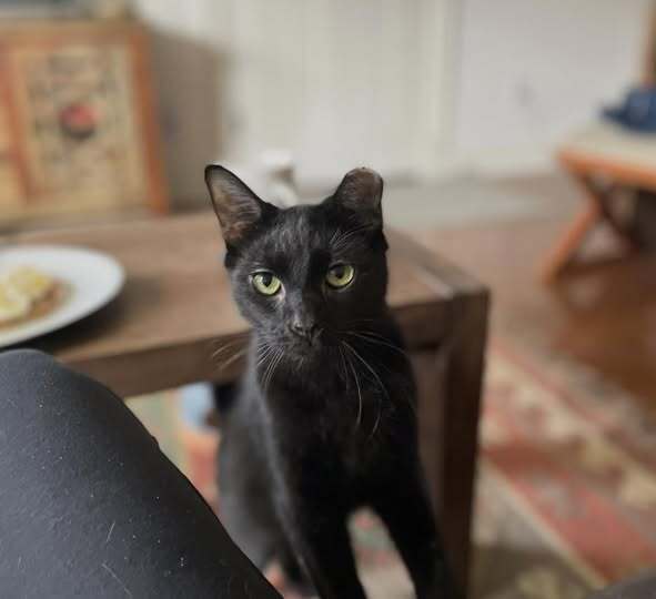 Coco Image
