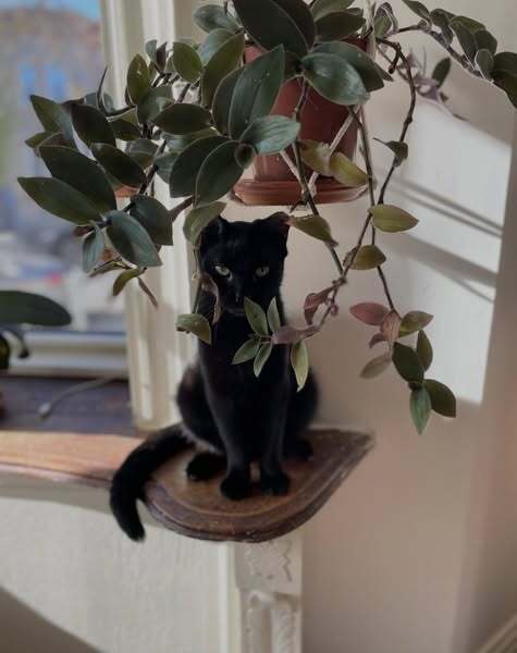 COCO - Domestic Short Hair available for adoption