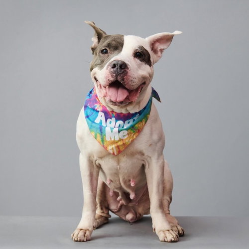 BRIANNA - Terrier available for adoption