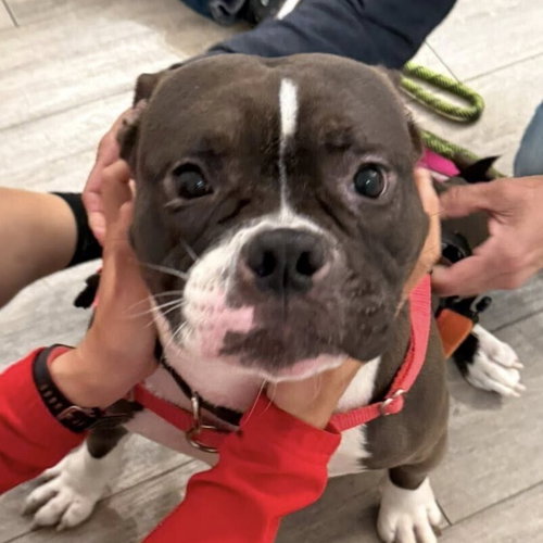 picture of the dog needing adoption