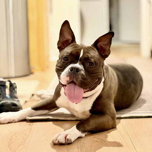 PINKIE - American Staffordshire Terrier / Terrier available for adoption