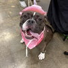 Pinkie - Photo 4