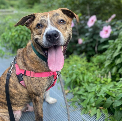 CHEESE - American Staffordshire Terrier / Terrier available for adoption