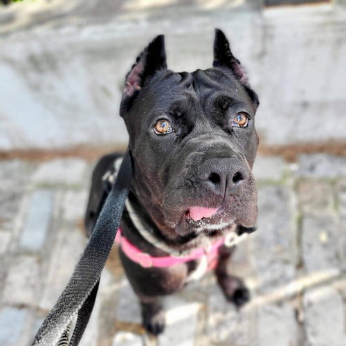 NOVA ARIA - Cane Corso Mastiff / Terrier available for adoption