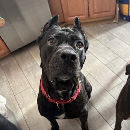 NOVA ARIA - Cane Corso Mastiff / Terrier available for adoption