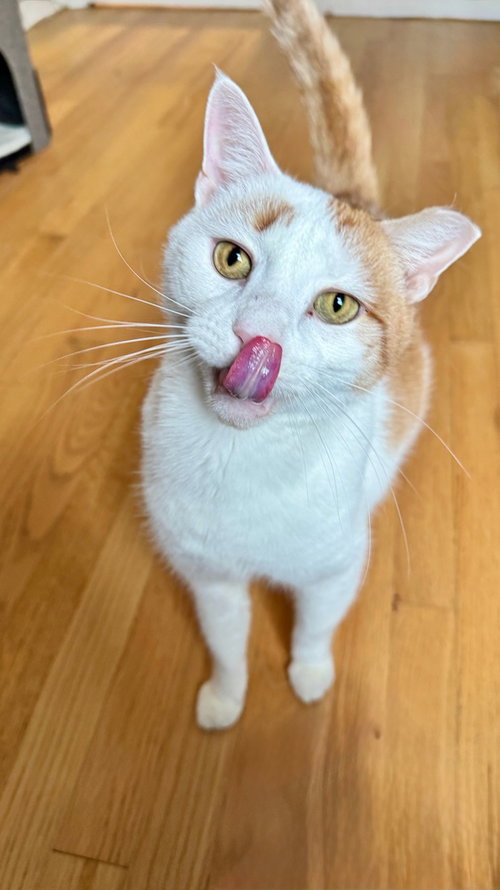 picture of the cat needing adoption