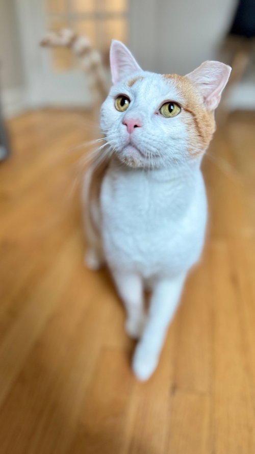 BRADLEY - Domestic Short Hair available for adoption