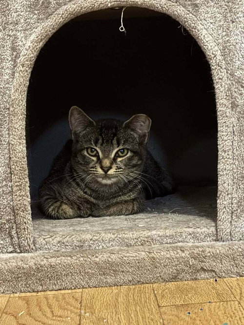 SMURF - Domestic Short Hair available for adoption