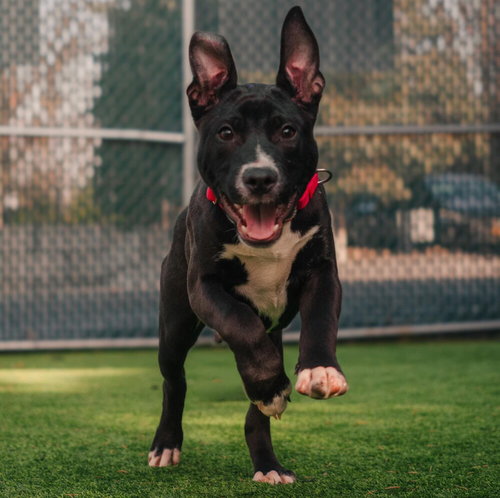 RORY - American Staffordshire Terrier / Terrier available for adoption