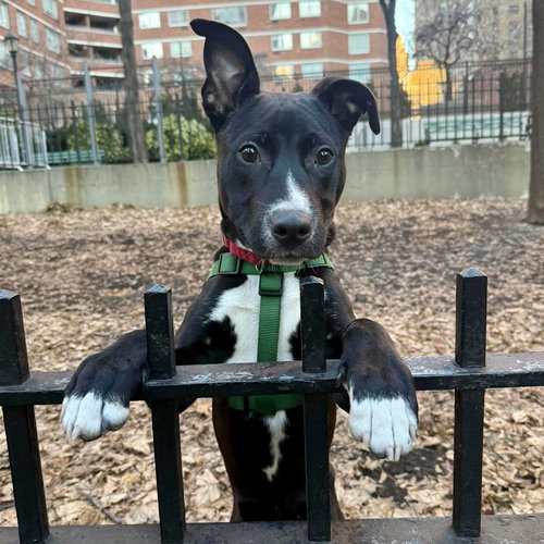 RORY - American Staffordshire Terrier / Terrier available for adoption
