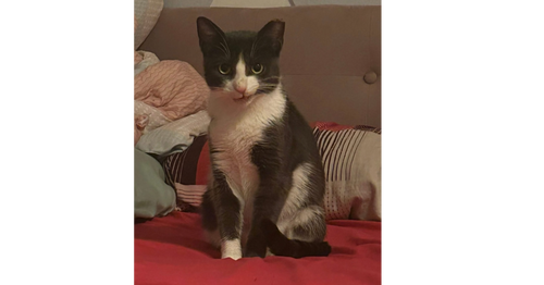 CRYSTAL - Domestic Short Hair available for adoption